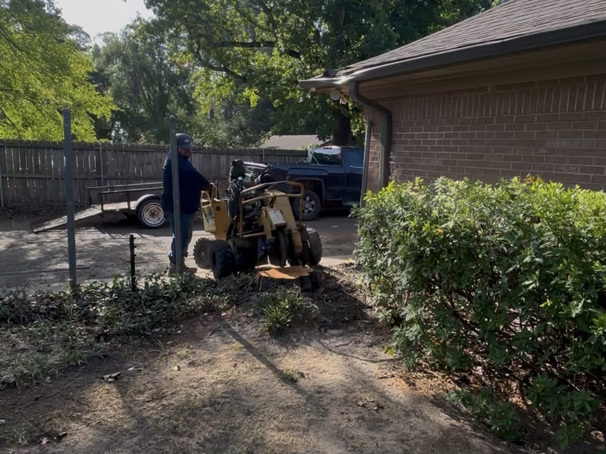 An operator grinding out a stump in a backyard.