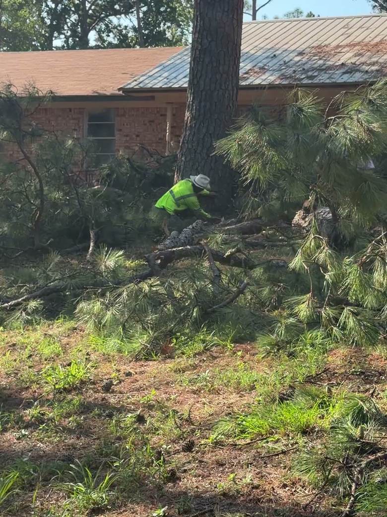 A crew member in a hi-vis shirt working at the base of a pine beside a brick house, cut limbs all around.
