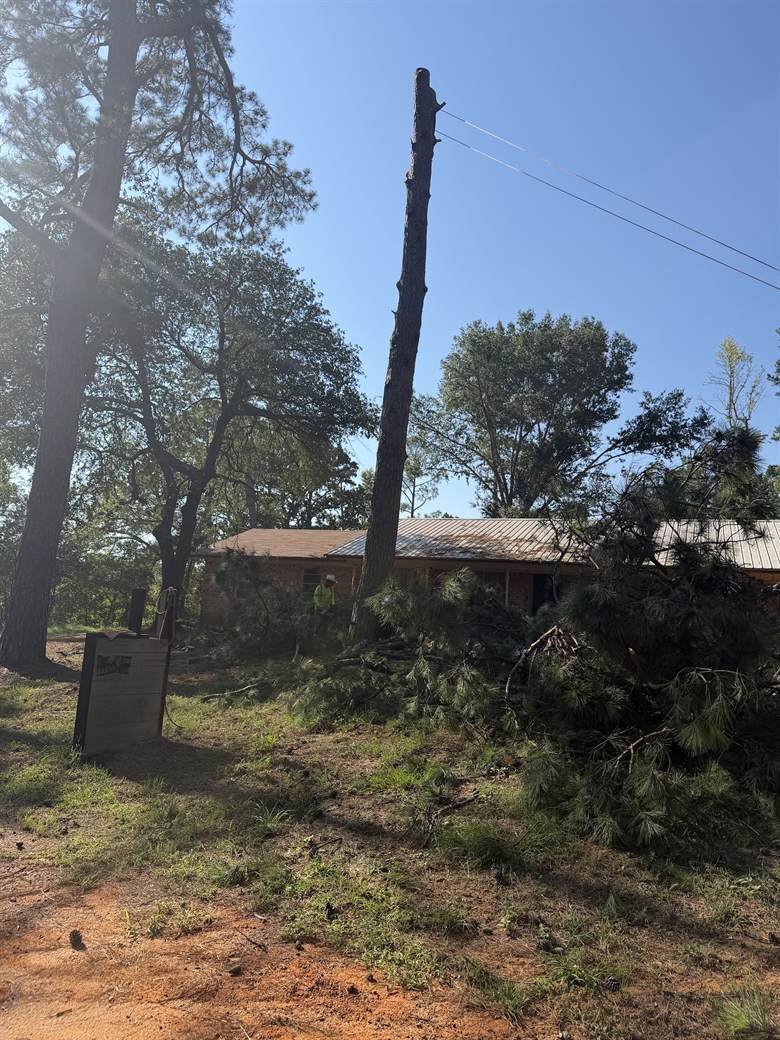 A tall pine limbed to a bare spar beside a brick house, cut brush piled below it.