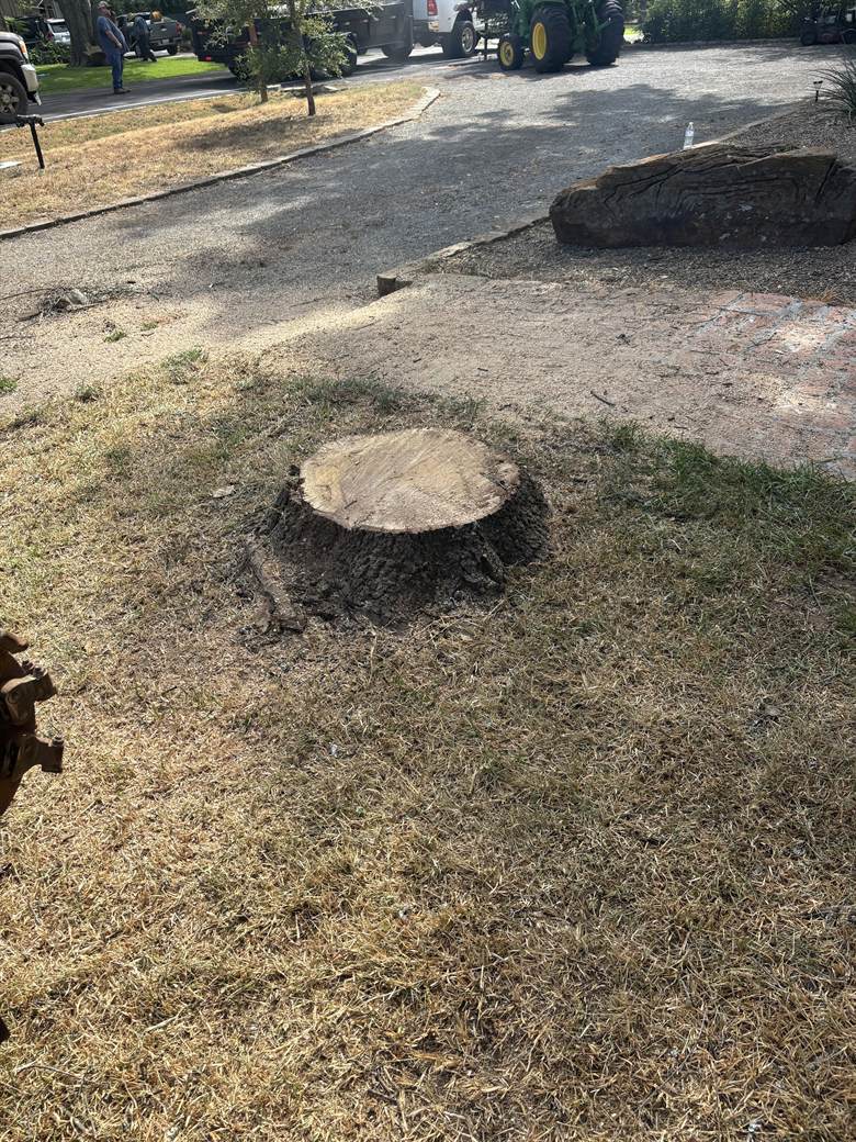 A freshly cut stump in a lawn beside a gravel drive, a log section lying on the drive.