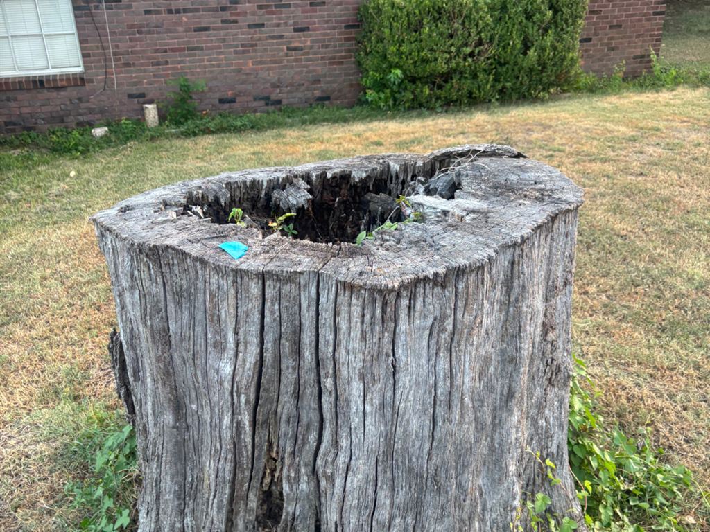 Before: a tall, hollow, weathered stump standing in a front lawn beside a brick house.