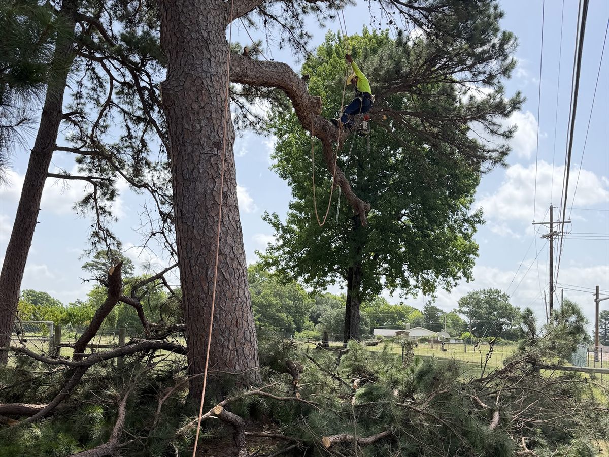 An ETX Valley climber roped into a tall pine, working out along a limb, with cut limbs piled on the ground below.