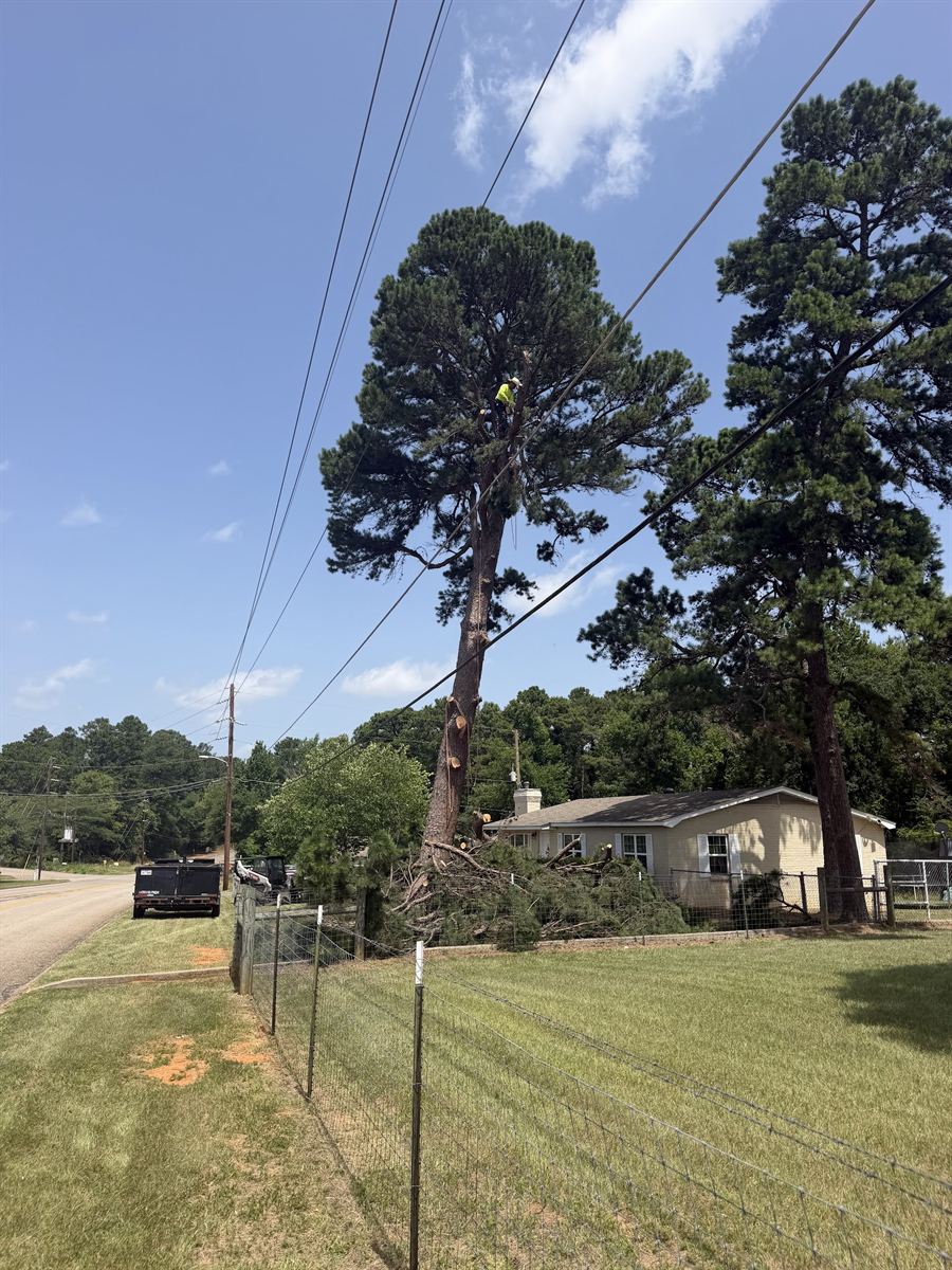 A climber high in a tall pine, leaning out toward a house.